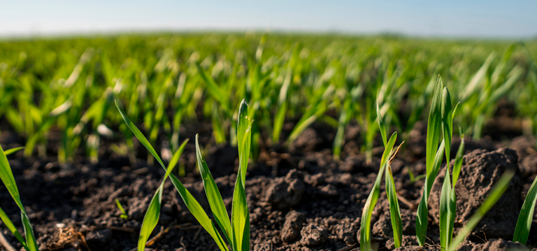 Manure processing as a pathway to enhanced nutrient cycling